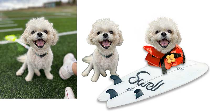 Extract photos in digital scrapbooking using the Quick Selection tool for hair and fur